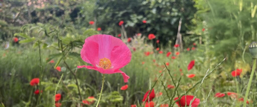 Abonnez-vous à Can Pit Roig